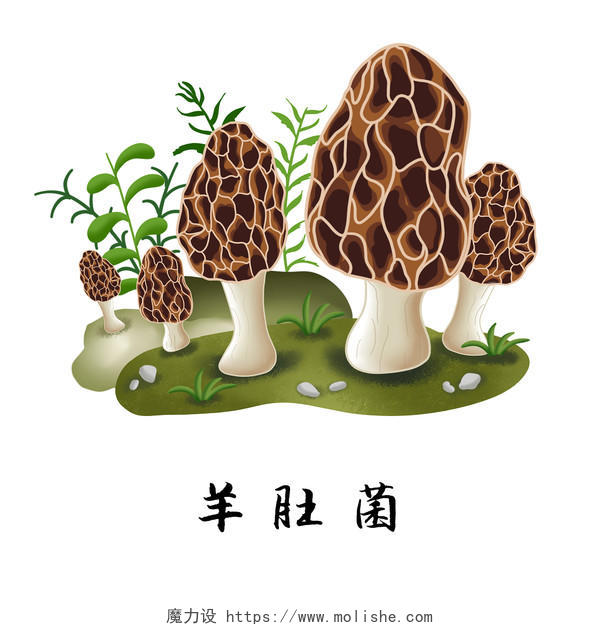 彩色卡通手绘羊肚菌菌类蘑菇养生食品植物素材原创插画海报